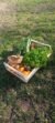 Panier de fruits et légumes