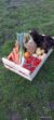 Panier de fruits et légumes
